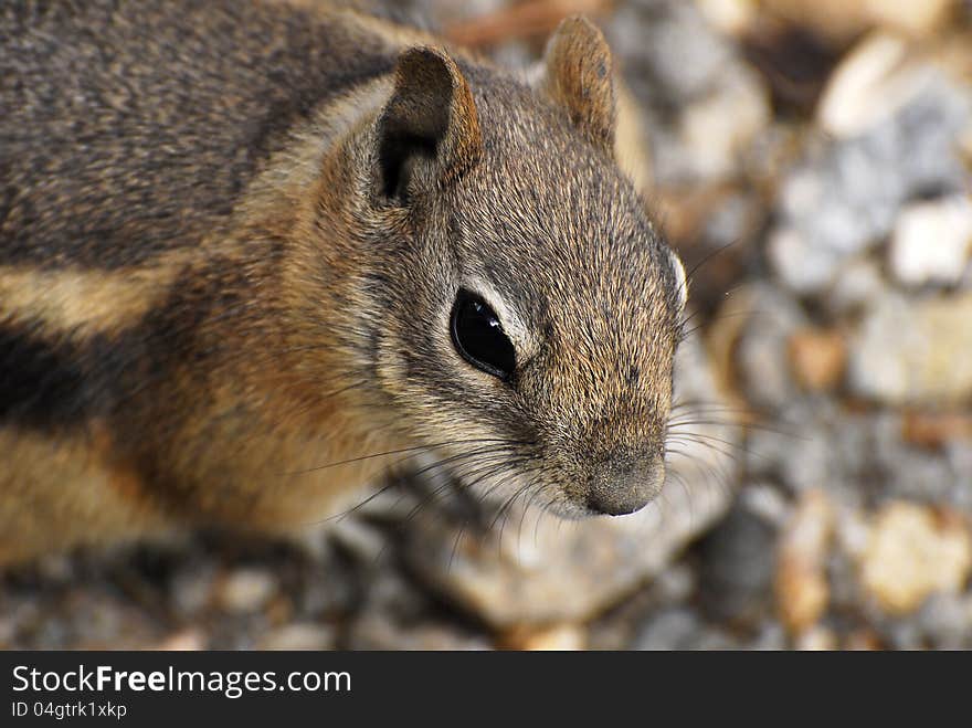 Ground Squirrel Portrait