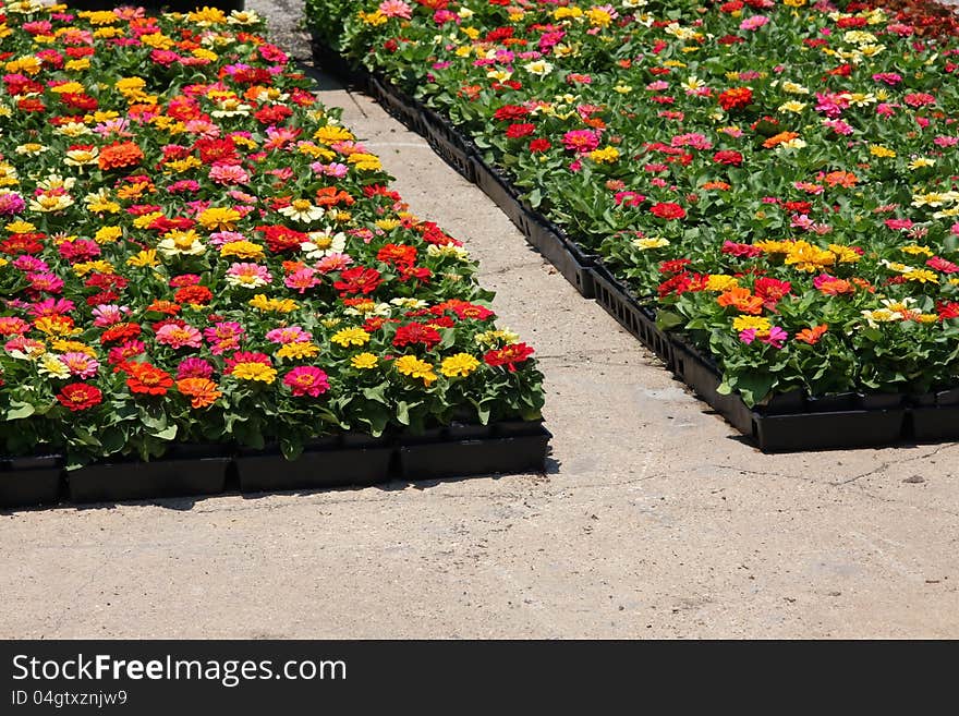 It is flowers for sale on flower market.