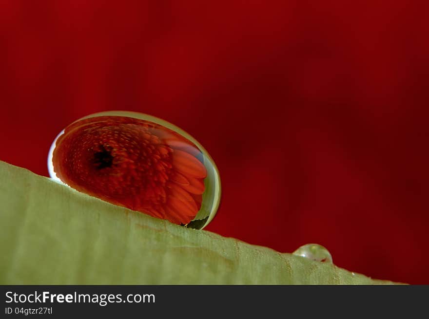 Flower in a drop