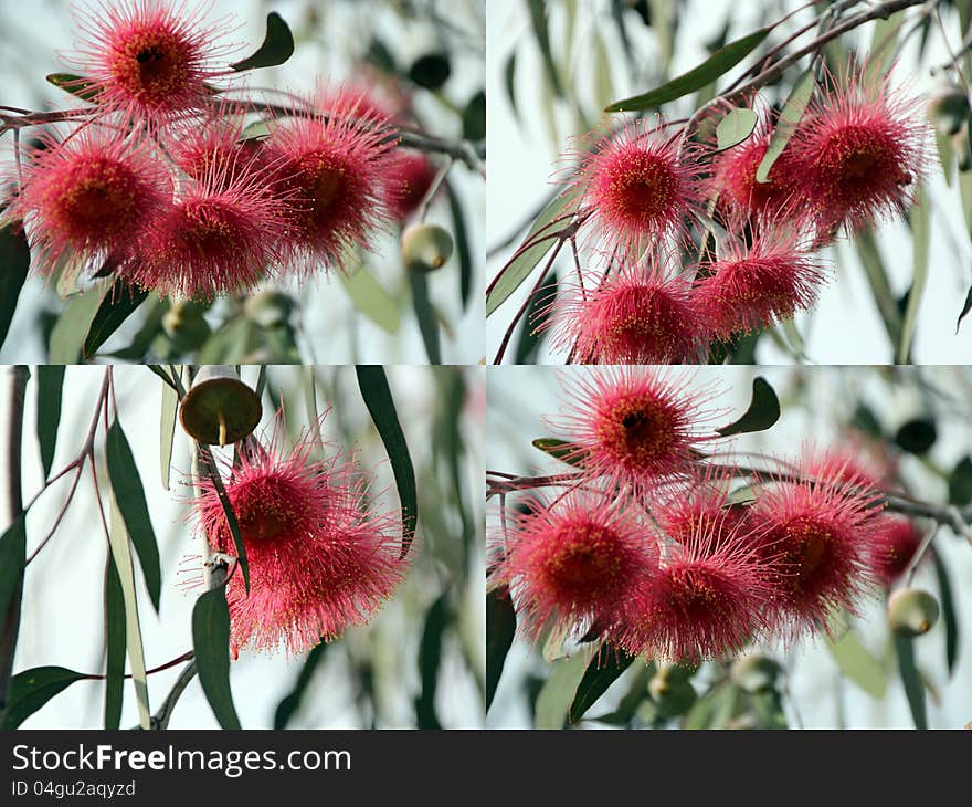 The large pink flowers of Eucalyptus Caesia or Silver Princess complement the weeping habit of this silvery little tree which is a popular addition to parks and gardens in Australia. The large pink flowers of Eucalyptus Caesia or Silver Princess complement the weeping habit of this silvery little tree which is a popular addition to parks and gardens in Australia.