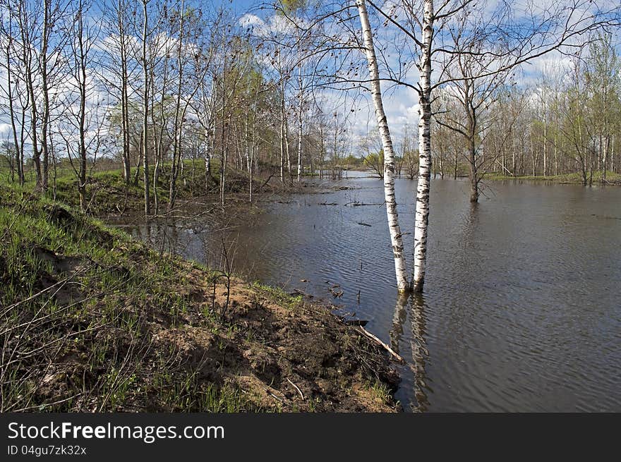 Trees submerged in flood water, spring time