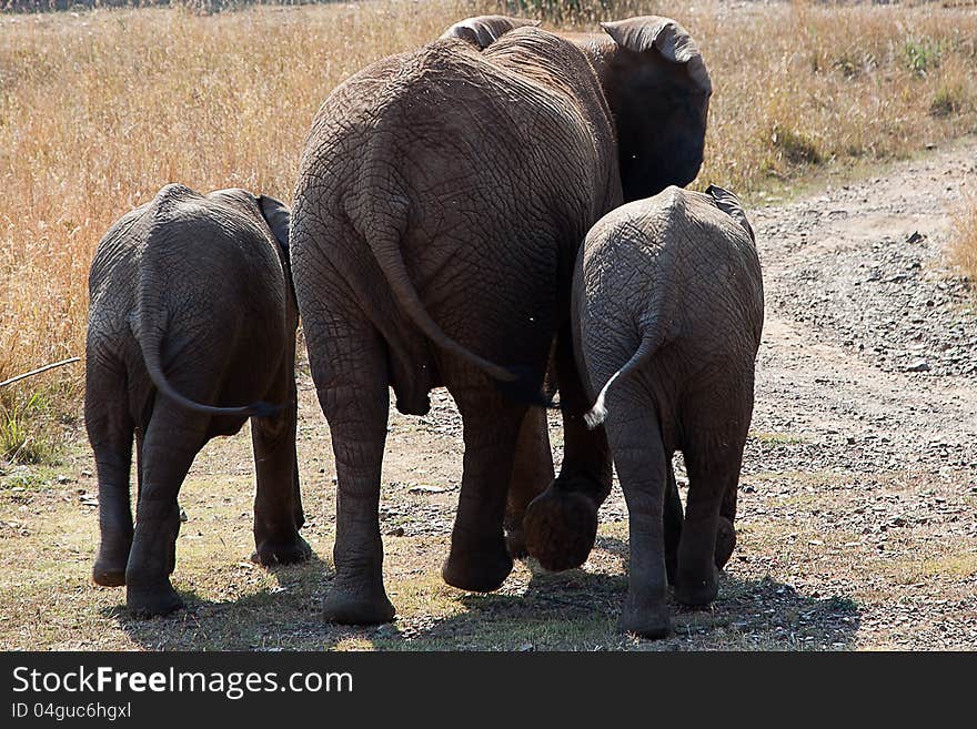 Elephant Cow and her twins. Elephant Cow and her twins