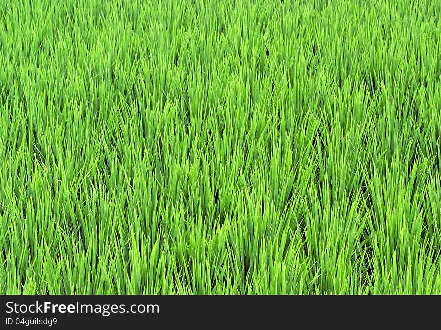 Green paddy field