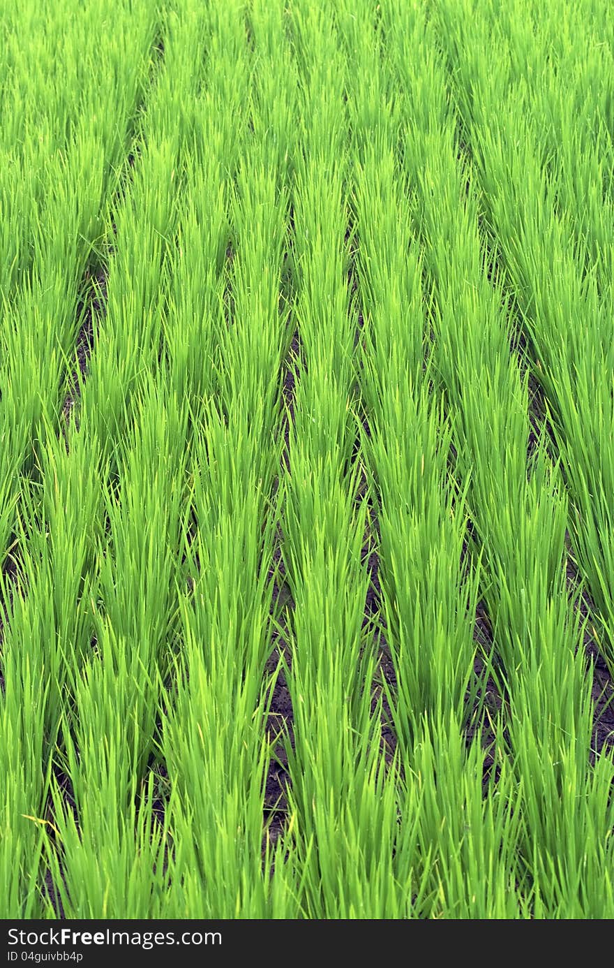 Green paddy field