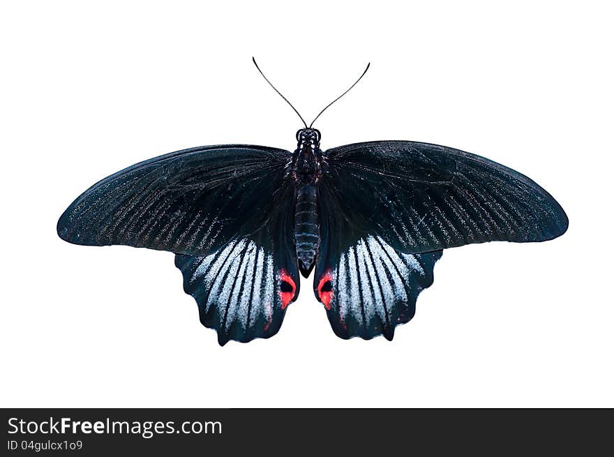 Butterfly in black and white tones and red spots isolated on a white background