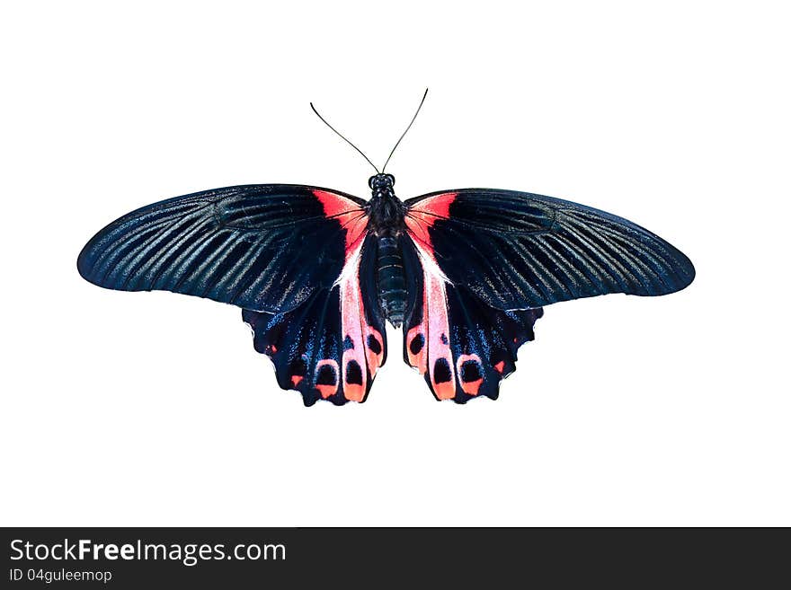 Butterfly in black and red tones isolated on a white background