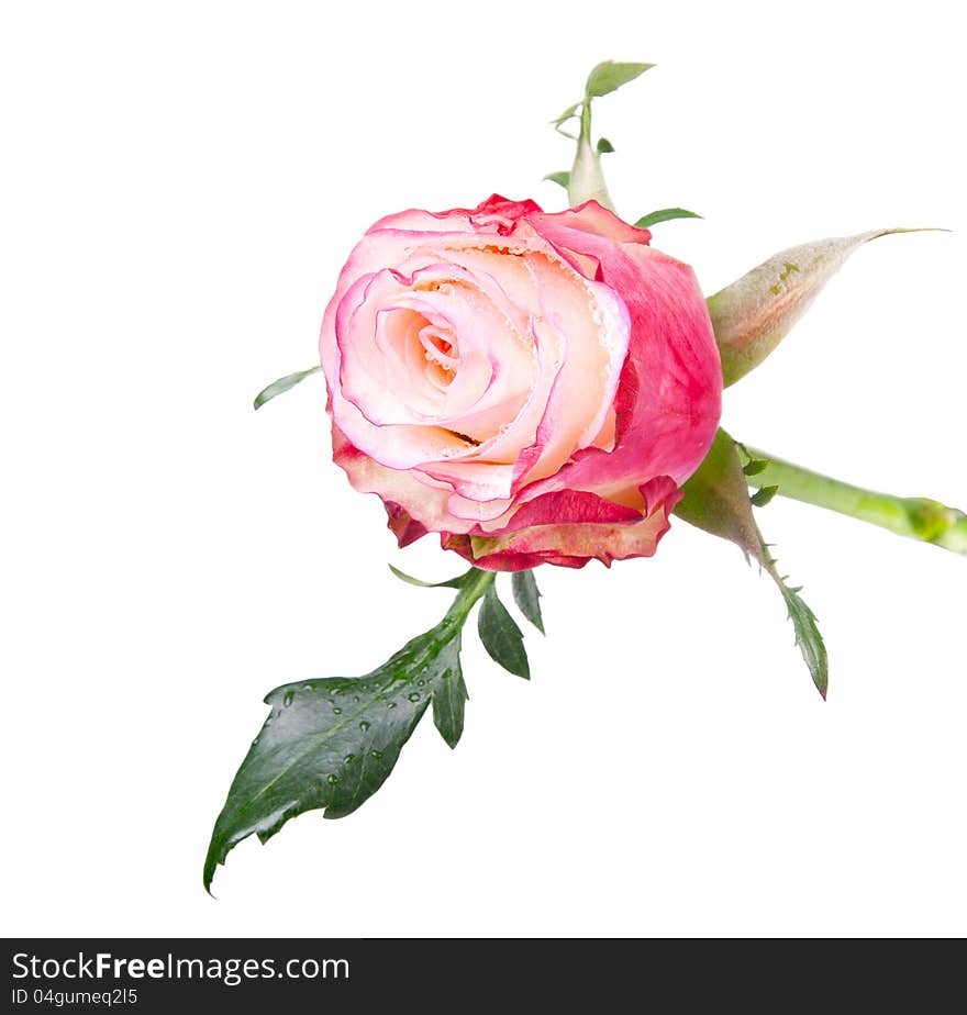 Rose  flower on a white background. Rose  flower on a white background