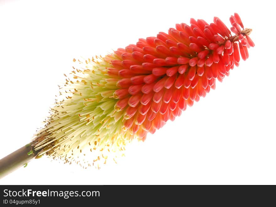 Red flowers  with white background