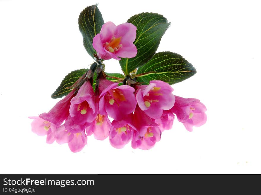 Pink azalea flowers on white background