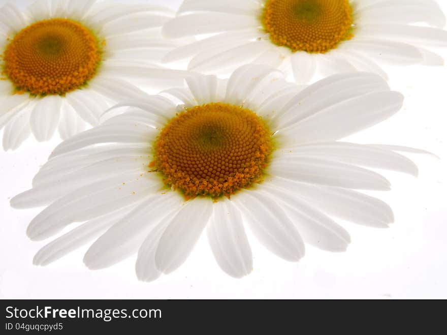 Chamomile Flowers