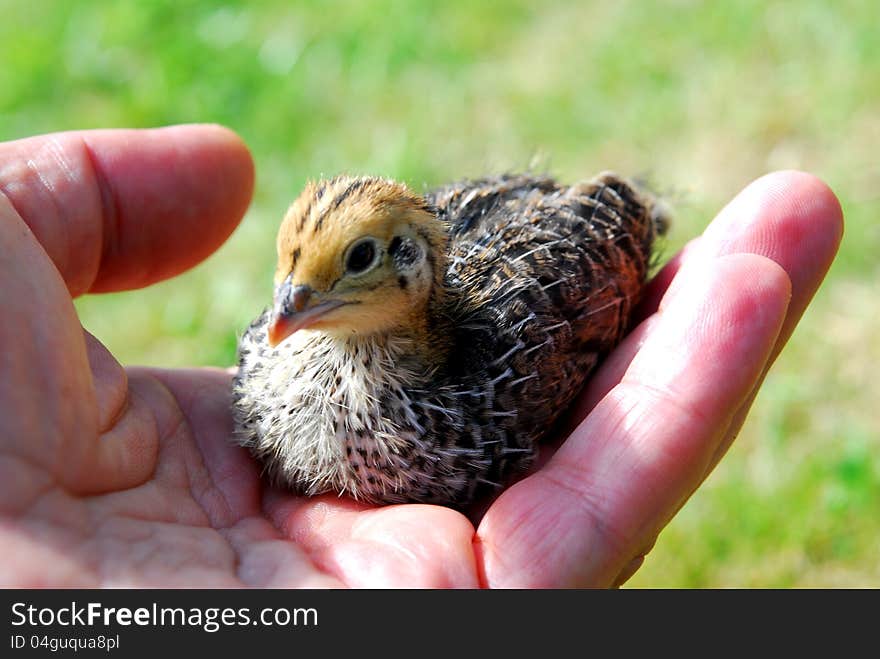 New born quail chicken with blur background