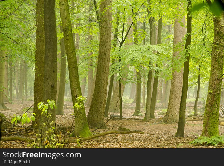 Bright green forest after the rain in summertime