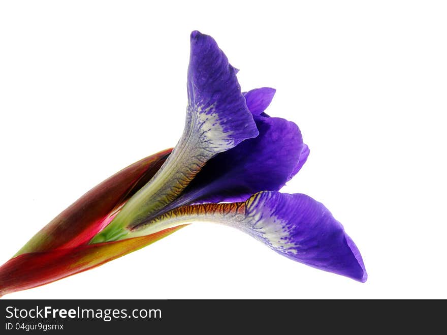 Close up image of iris flower