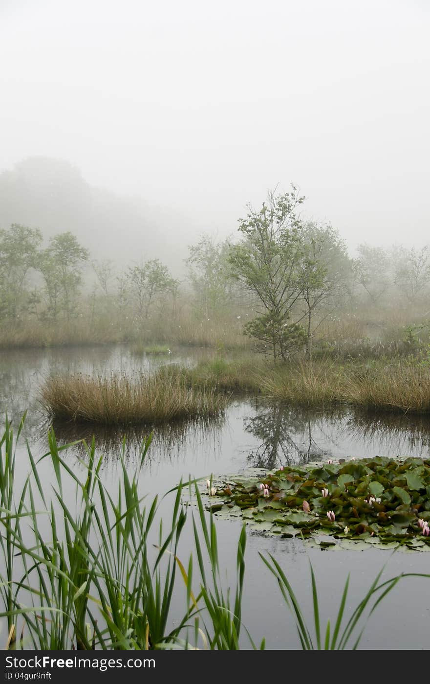 Misty Morning