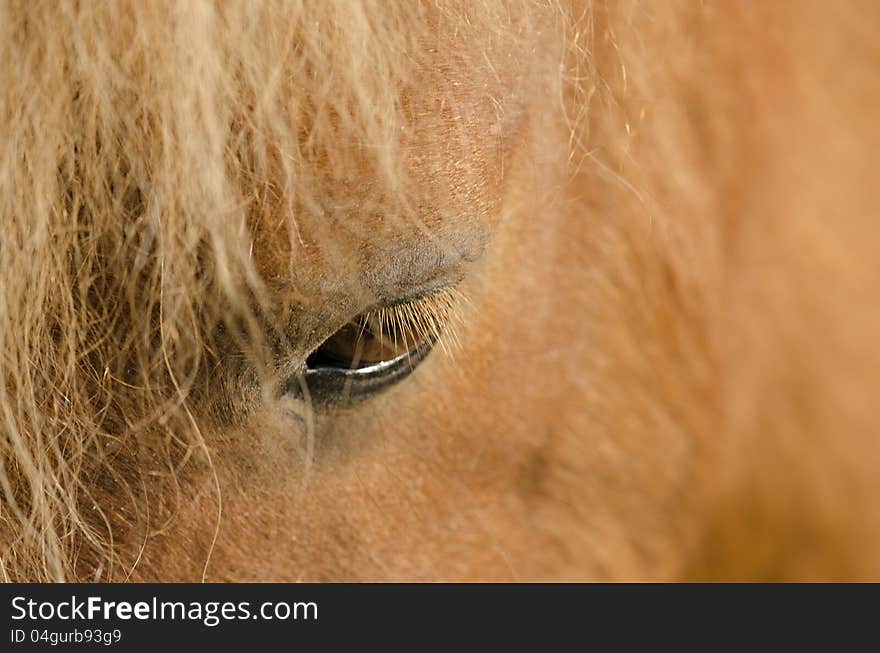 Eye of horse