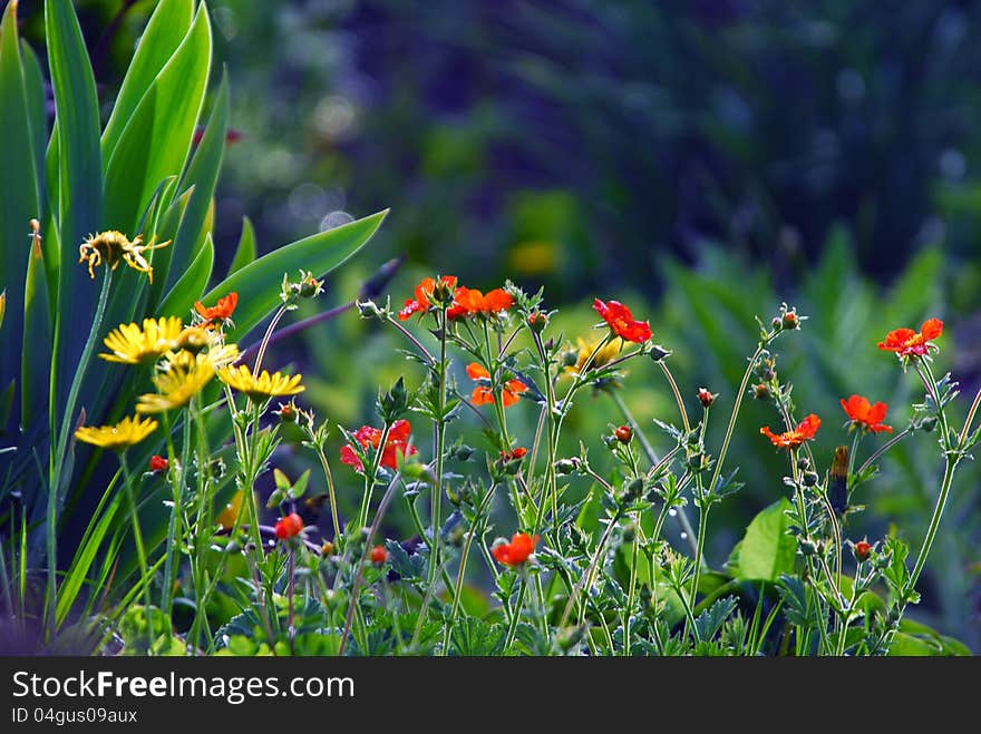 Close up image of different  flower. Close up image of different  flower