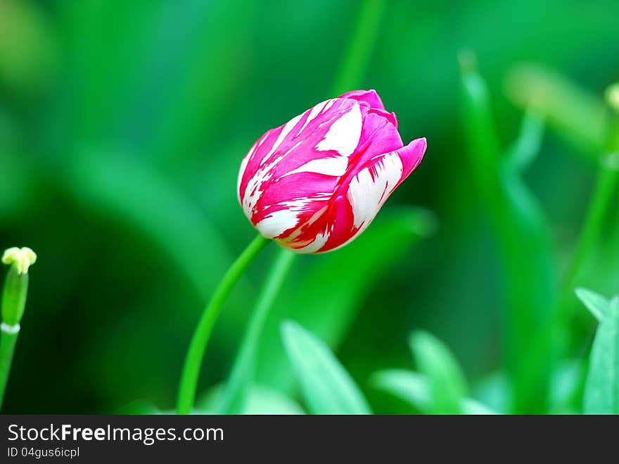 Tulip