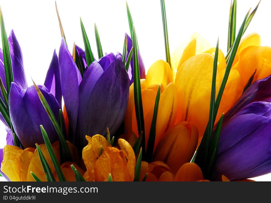 Close up image of crocus  flower