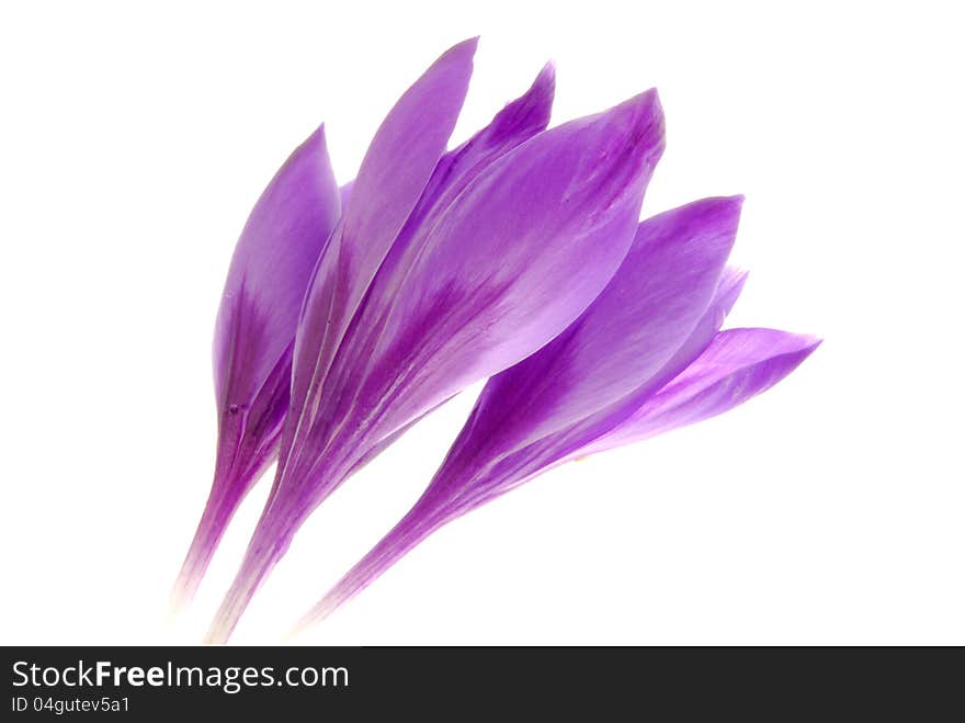 Close up image of crocus  flower