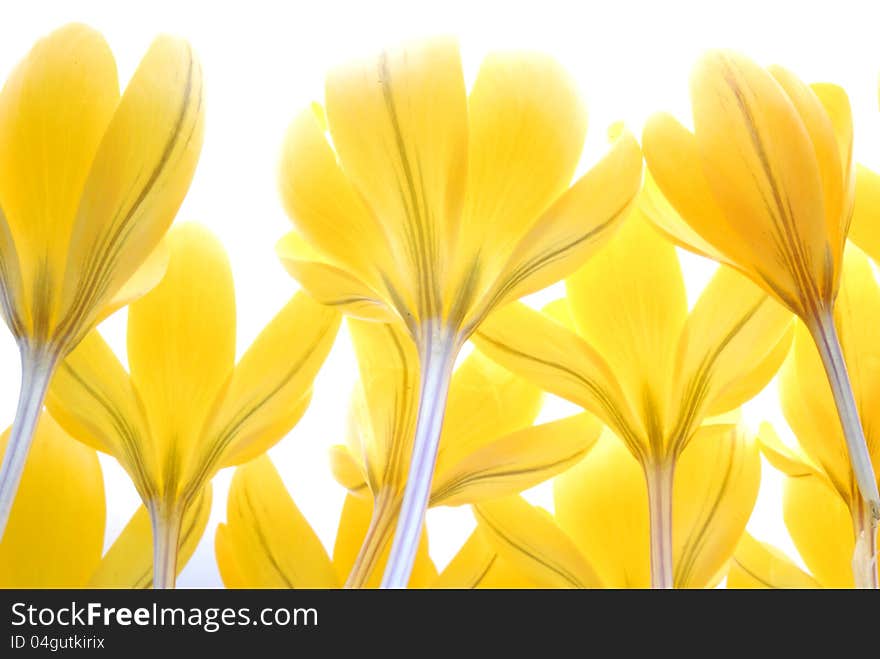 Close up image of crocus  flower