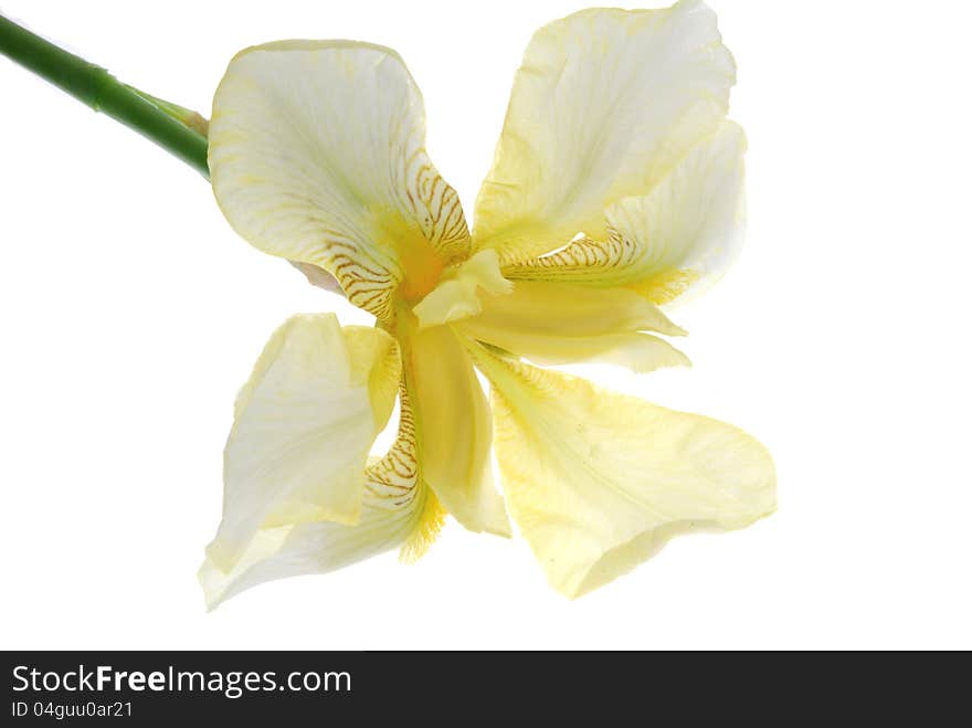 Close up image of iris flower