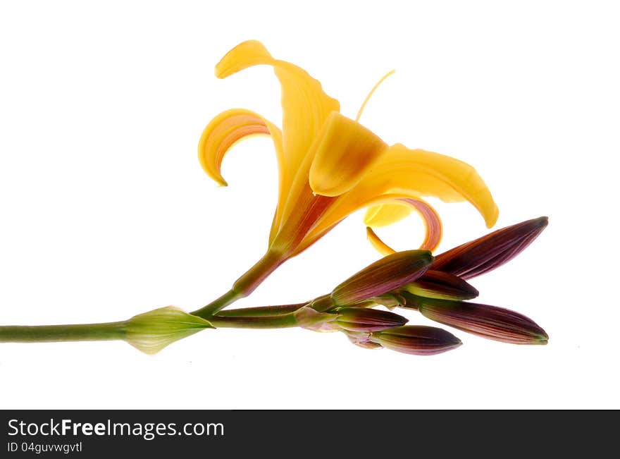 Yellow lilly flower on white. Yellow lilly flower on white