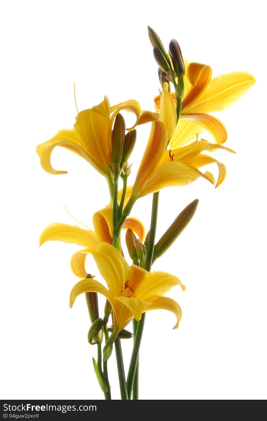 Yellow lilly flower on white. Yellow lilly flower on white