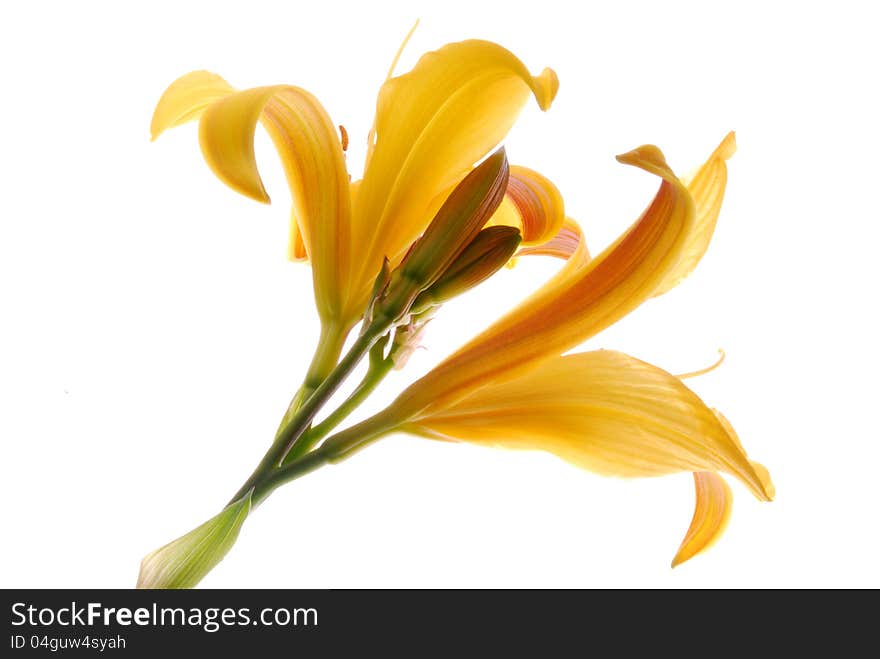 Yellow lilly flower on white. Yellow lilly flower on white