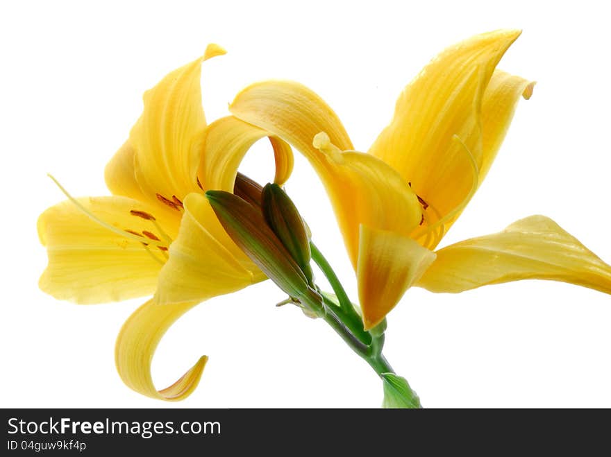 Yellow lilly flower on white. Yellow lilly flower on white