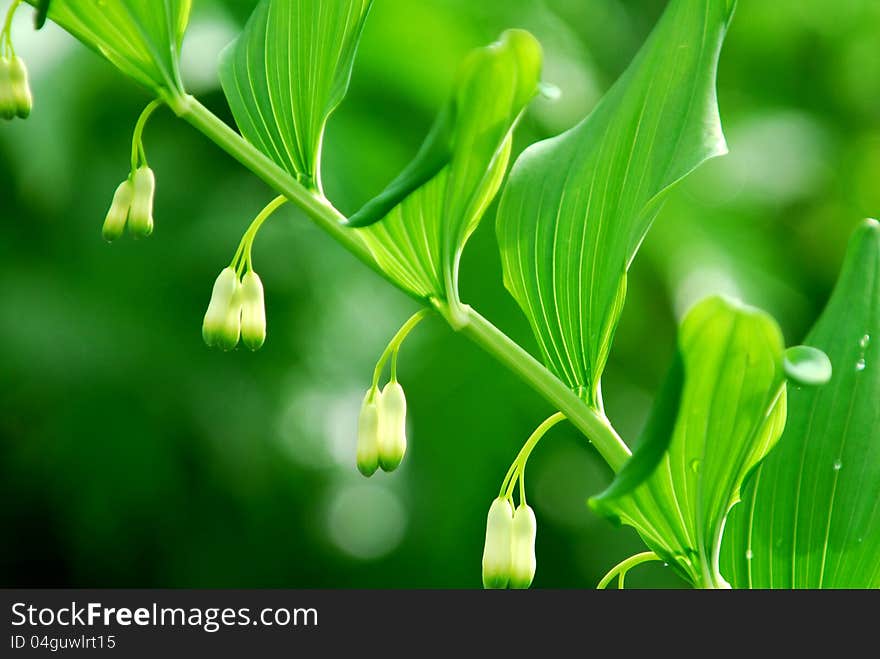 Lily of the valley flowers with natural blur background