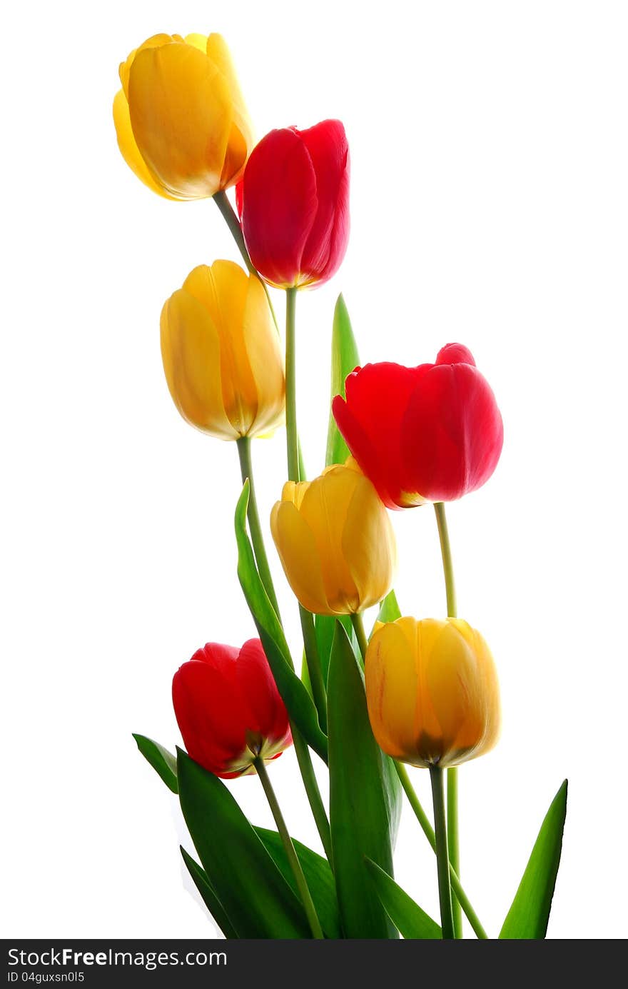 Red and yellow tulip flowers with blur background. Red and yellow tulip flowers with blur background