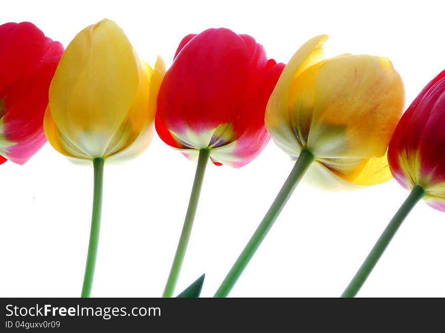 Red and yellow tulip flowers with blur background. Red and yellow tulip flowers with blur background