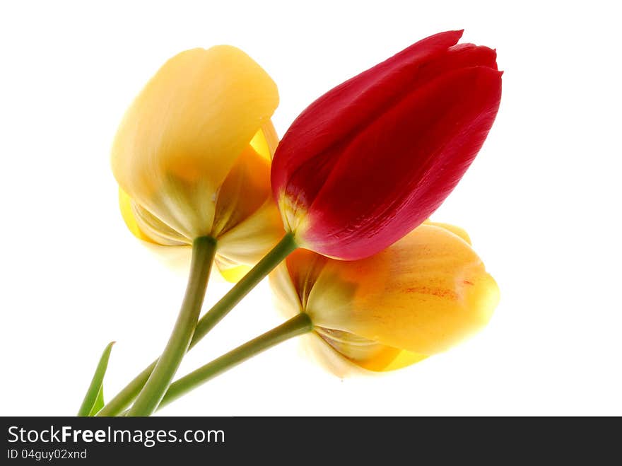 Red and yellow tulip flowers. Red and yellow tulip flowers