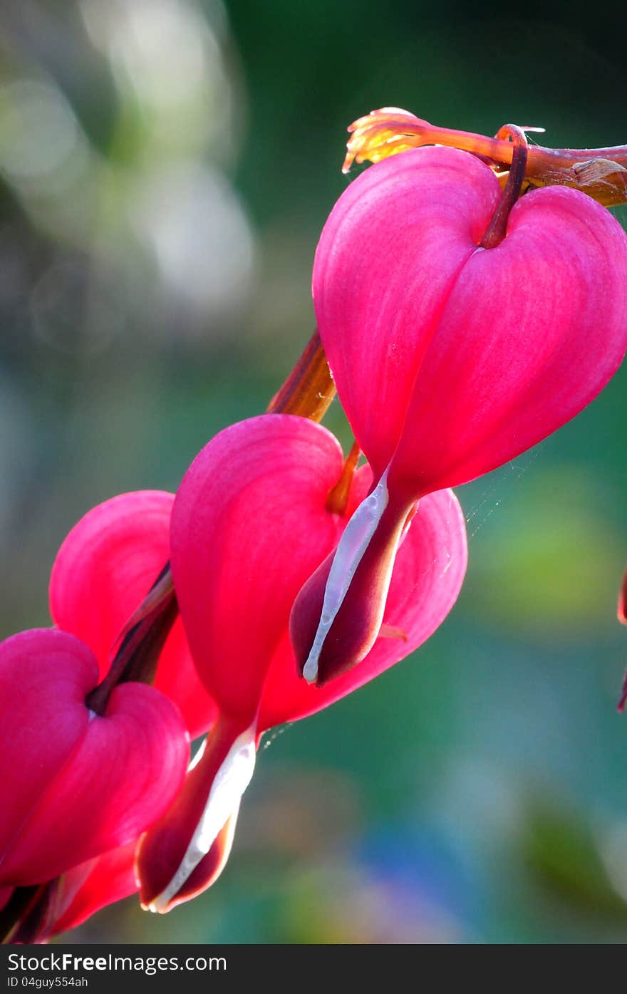 Heart flowers with natural blur background