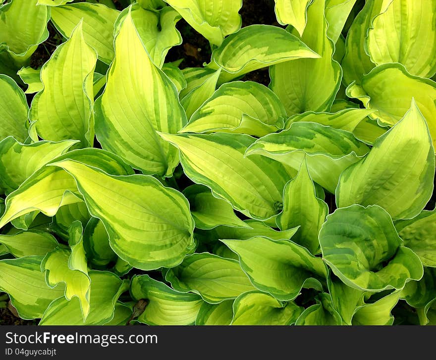 Hosta