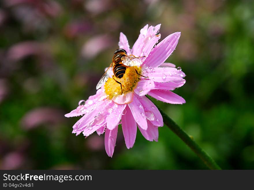 Honey bee on pink daisy flower