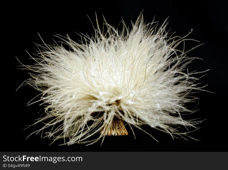 Bouquet of dried, interesting weed on black background. Bouquet of dried, interesting weed on black background.