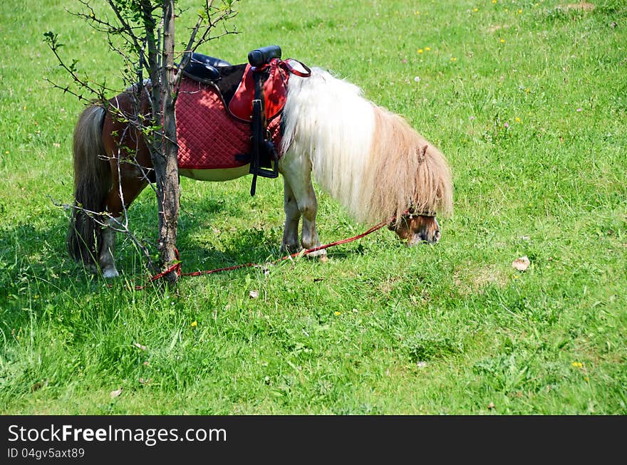 Brown pony with white ridge