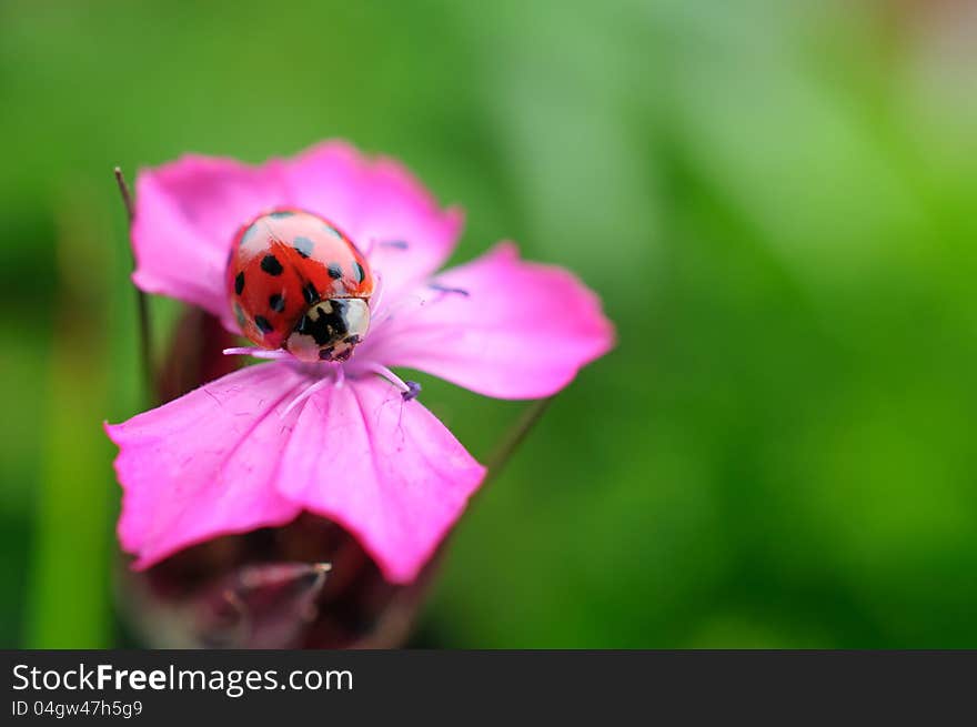 A Ladybug on pink flower