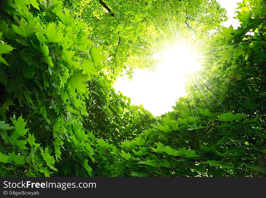 Lush green foliage of maple and sunbeams