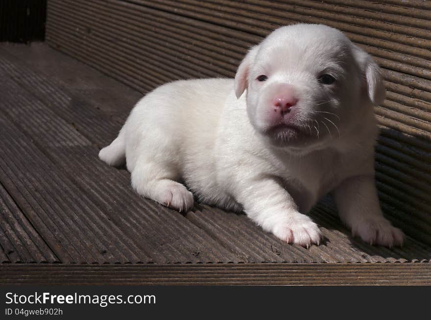 Jack Russel all-white puppy taking some sun. Jack Russel all-white puppy taking some sun