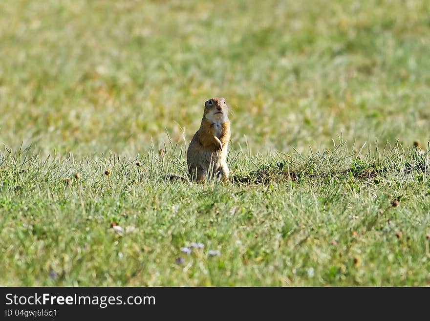 Cute spermophilus into the meadow