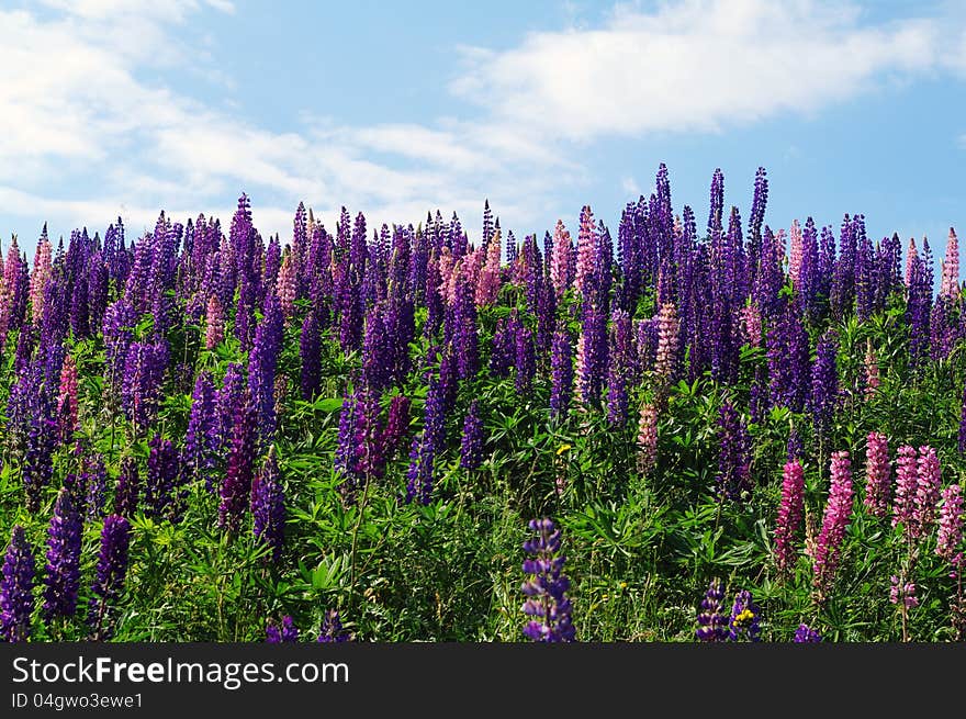 Lupin on a hillside