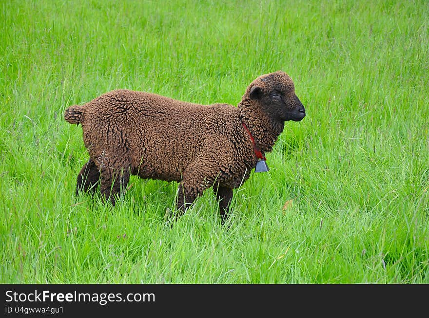 Brown woolly sheep