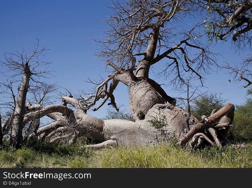 The trunk and roots of a fallen baobob tree in the pan of the Kalahari desert resemble a woman lying down with her legs crossed. The trunk and roots of a fallen baobob tree in the pan of the Kalahari desert resemble a woman lying down with her legs crossed