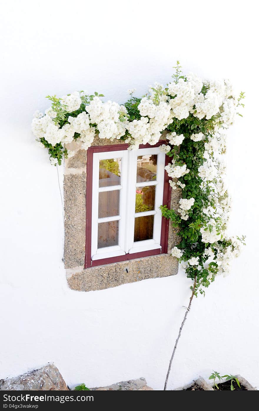 White window with a climbing plant with white flowers, inside the castle walls of Marvao, Portugal.