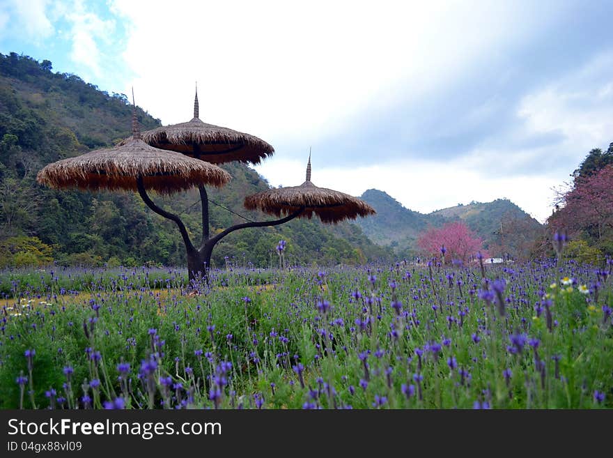 Mountain and flowers in thailand. Mountain and flowers in thailand