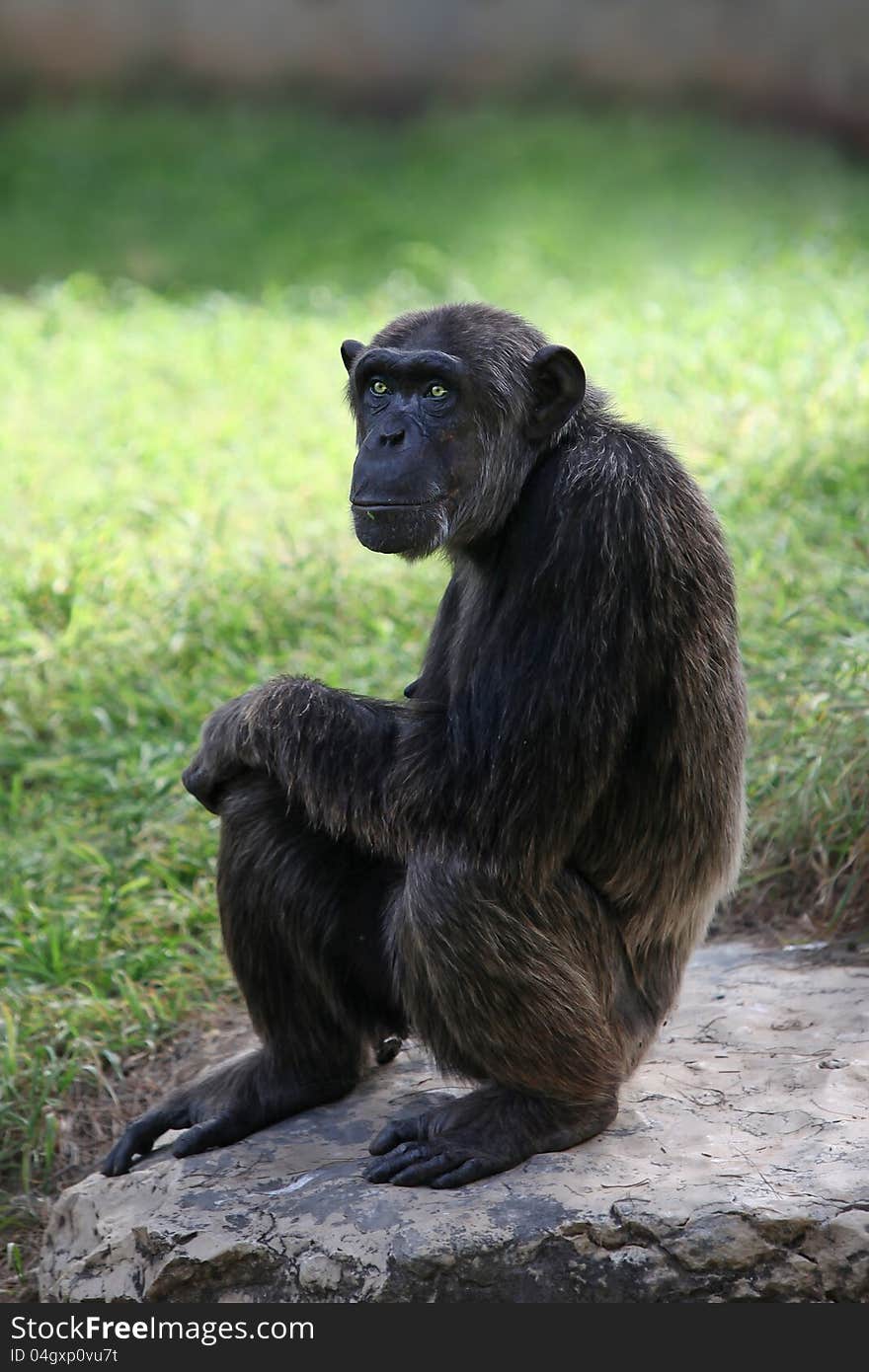 Chimpanzee (Pan troglodytes) sitting on a stone in a zoo. Chimpanzee (Pan troglodytes) sitting on a stone in a zoo