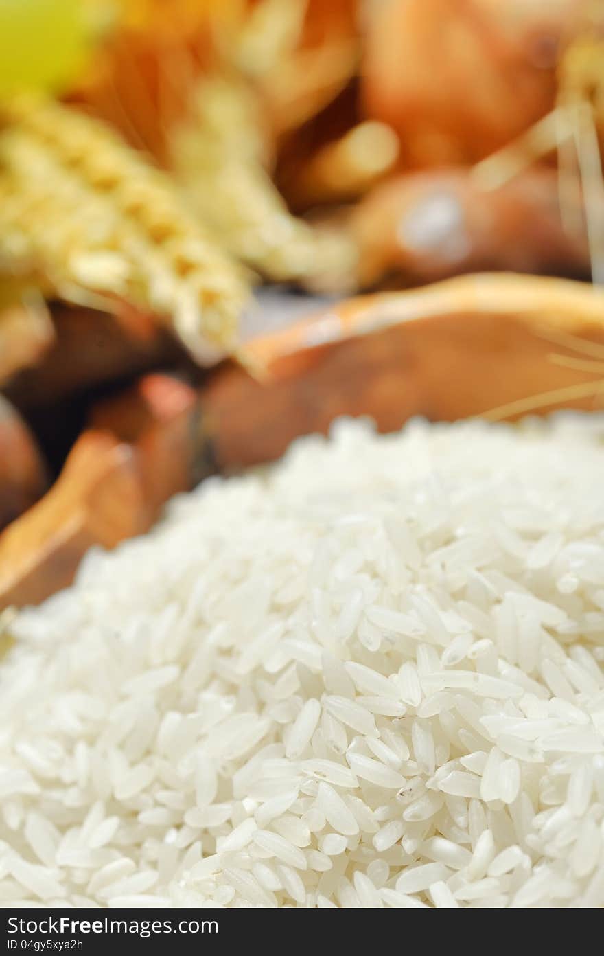 Harvesting rice shoot in studio