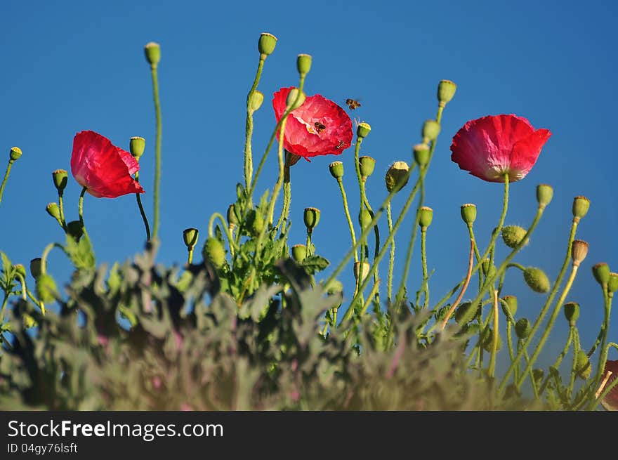 Red poppies with blue sky